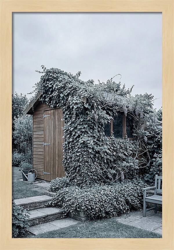 Garden Shed Embraced By Nature