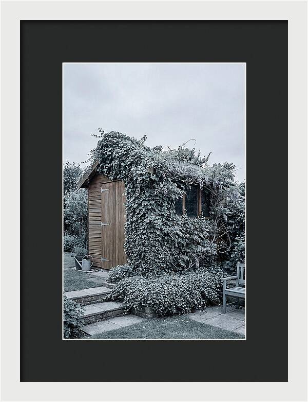 Garden Shed Embraced By Nature
