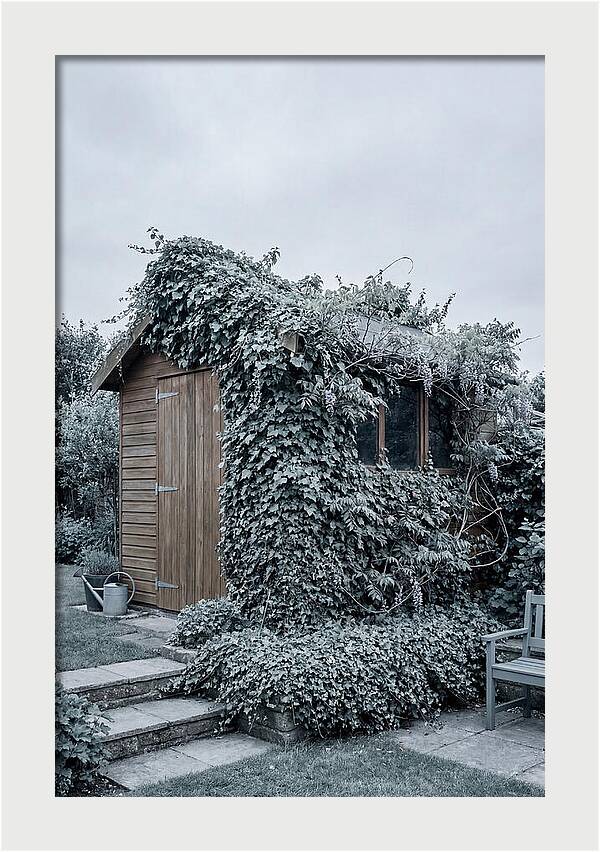Garden Shed Embraced By Nature