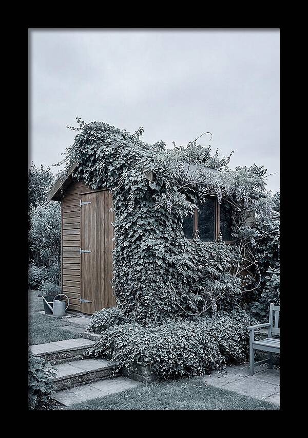 Garden Shed Embraced By Nature