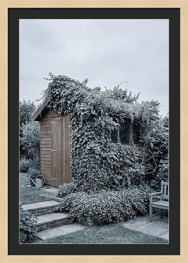Garden Shed Embraced By Nature