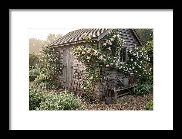 Garden Shed Embraced By Roses