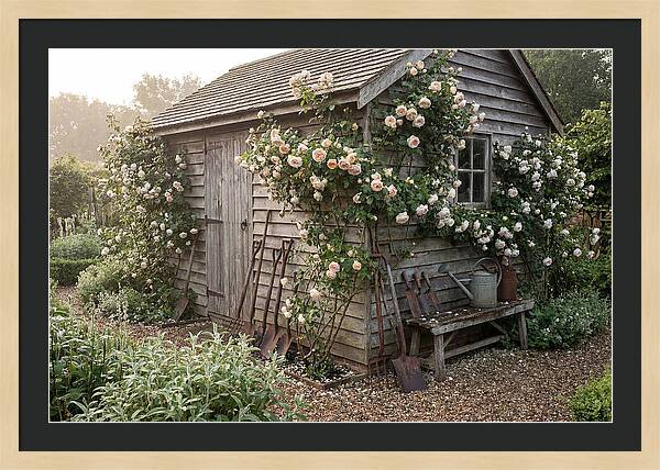 Garden Shed Embraced By Roses