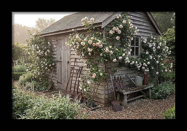 Garden Shed Embraced By Roses