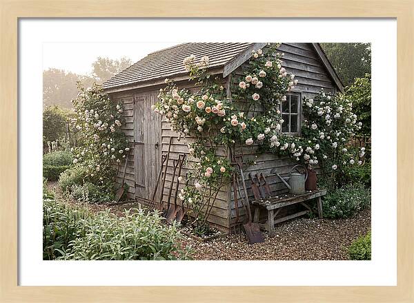 Garden Shed Embraced By Roses