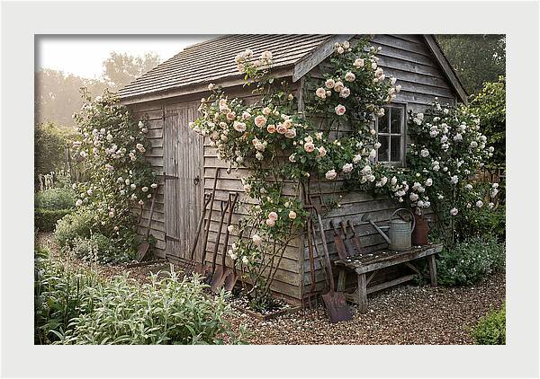 Garden Shed Embraced By Roses