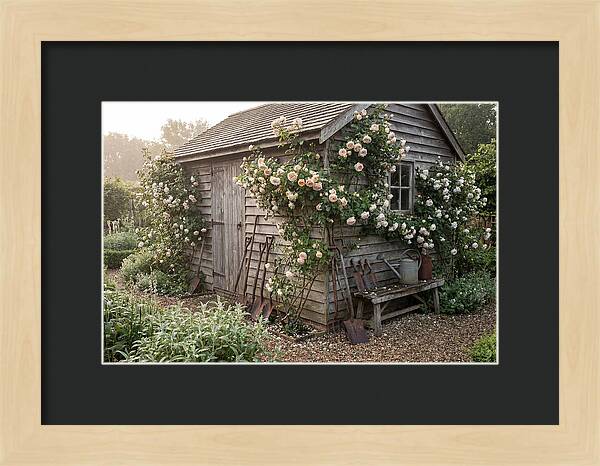 Garden Shed Embraced By Roses