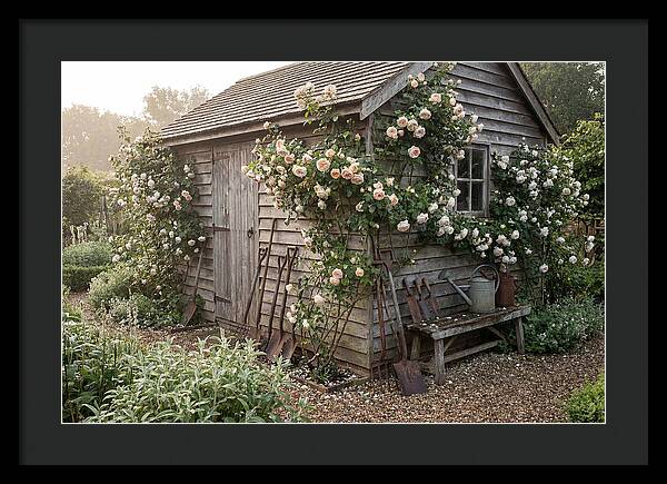 Garden Shed Embraced By Roses