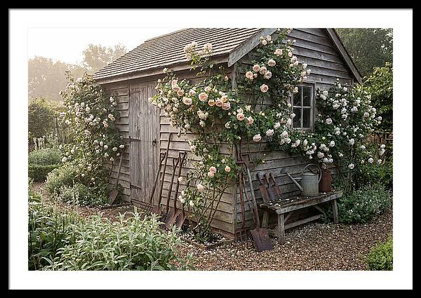 Garden Shed Embraced By Roses