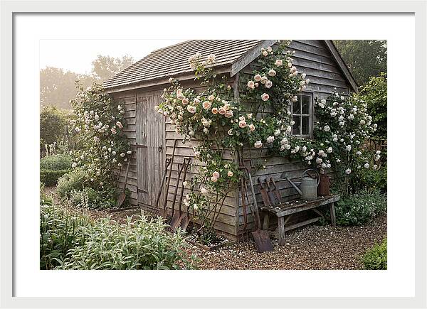 Garden Shed Embraced By Roses
