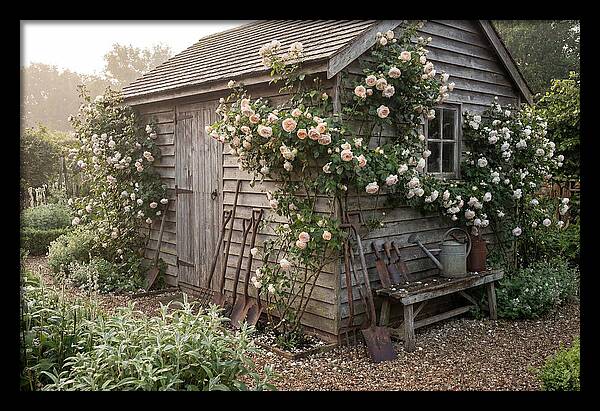 Garden Shed Embraced By Roses