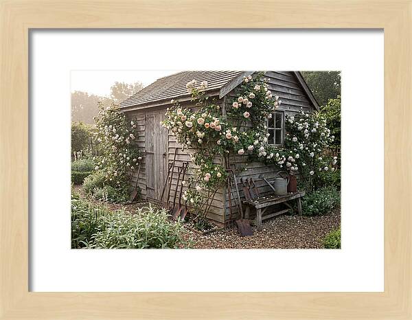 Garden Shed Embraced By Roses