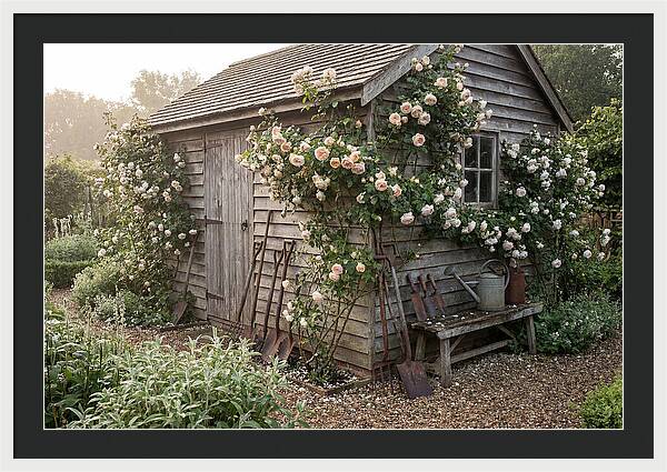 Garden Shed Embraced By Roses