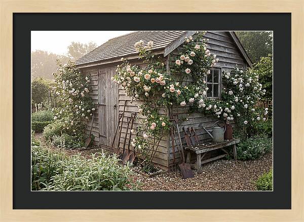 Garden Shed Embraced By Roses
