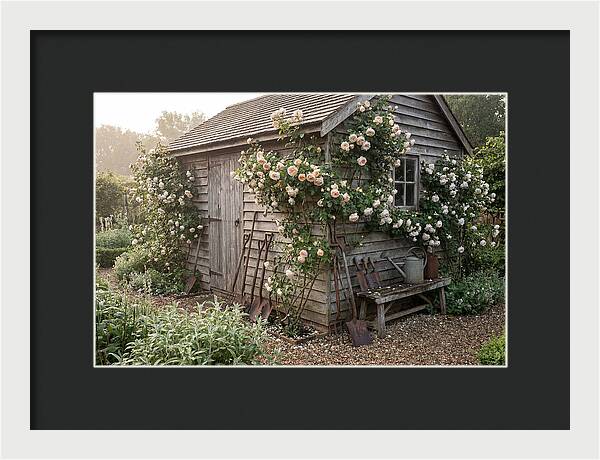 Garden Shed Embraced By Roses