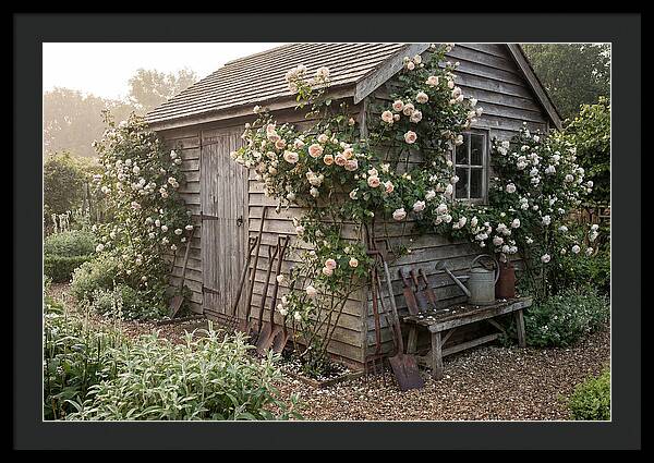 Garden Shed Embraced By Roses
