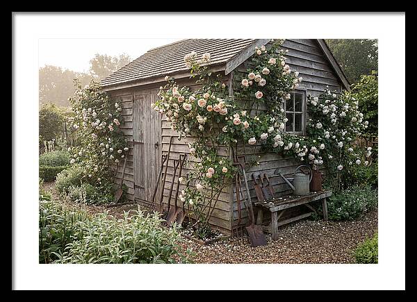 Garden Shed Embraced By Roses
