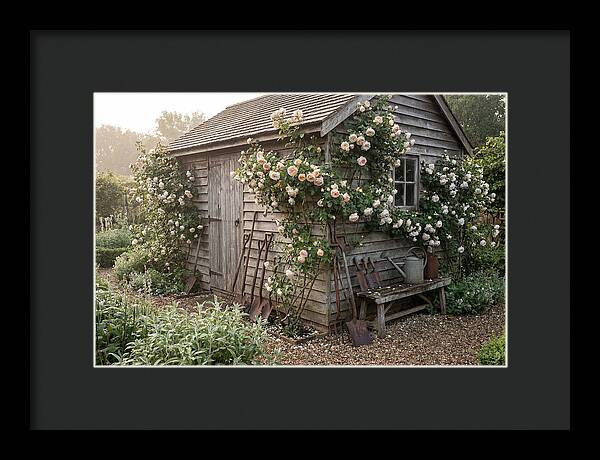 Garden Shed Embraced By Roses