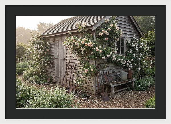 Garden Shed Embraced By Roses