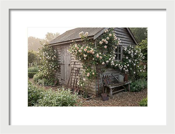 Garden Shed Embraced By Roses