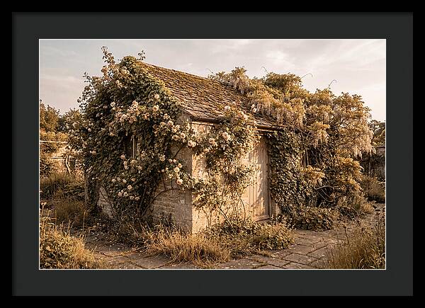 Garden Shed Hidden By Vines