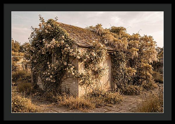 Garden Shed Hidden By Vines