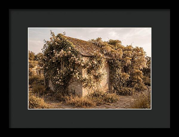Garden Shed Hidden By Vines
