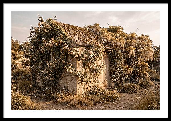 Garden Shed Hidden By Vines
