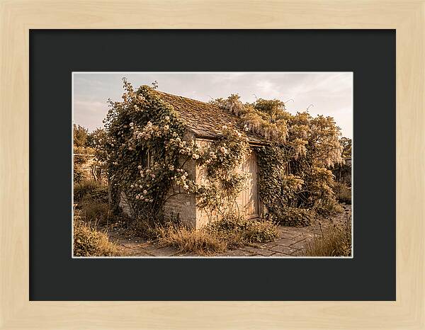 Garden Shed Hidden By Vines