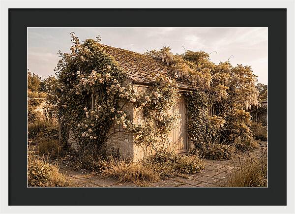 Garden Shed Hidden By Vines