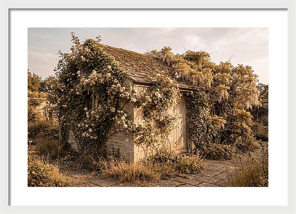 Garden Shed Hidden By Vines