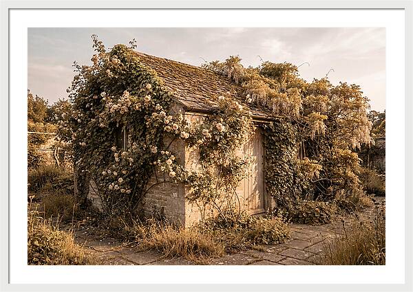Garden Shed Hidden By Vines