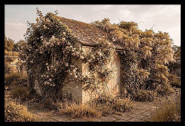 Garden Shed Hidden By Vines