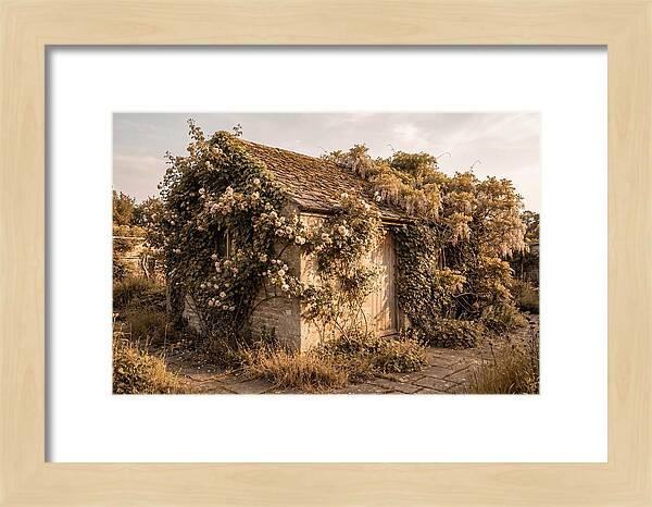 Garden Shed Hidden By Vines