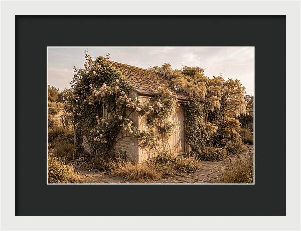Garden Shed Hidden By Vines