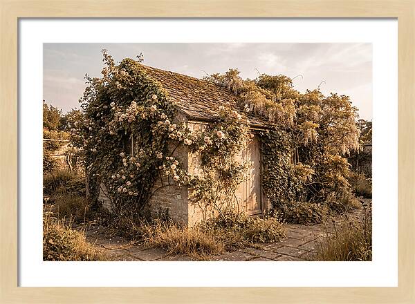 Garden Shed Hidden By Vines