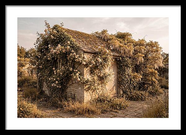 Garden Shed Hidden By Vines