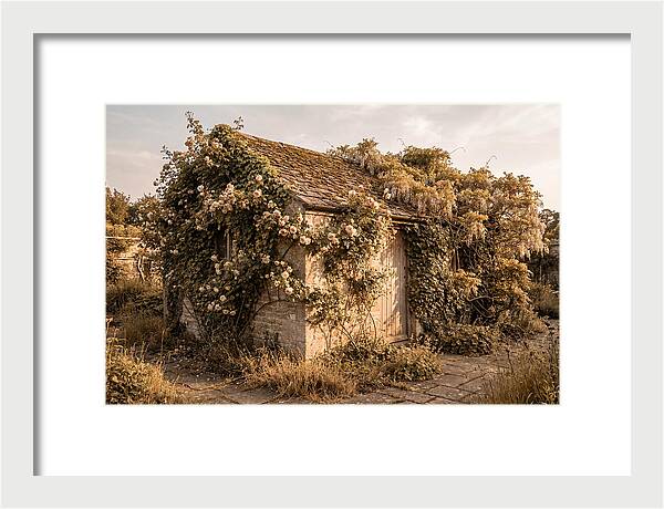 Garden Shed Hidden By Vines