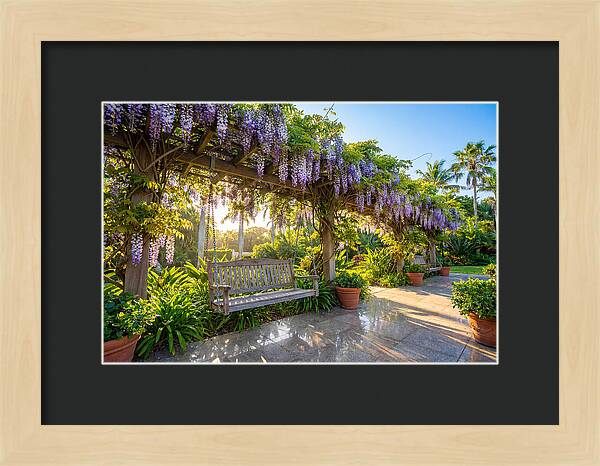 Garden Swing Under Wisteria