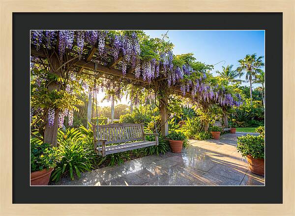 Garden Swing Under Wisteria