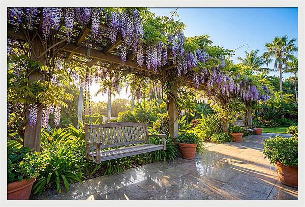 Garden Swing Under Wisteria