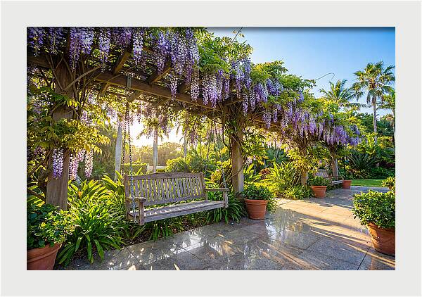 Garden Swing Under Wisteria