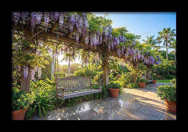 Garden Swing Under Wisteria