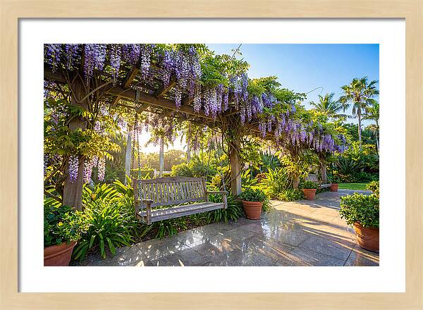Garden Swing Under Wisteria