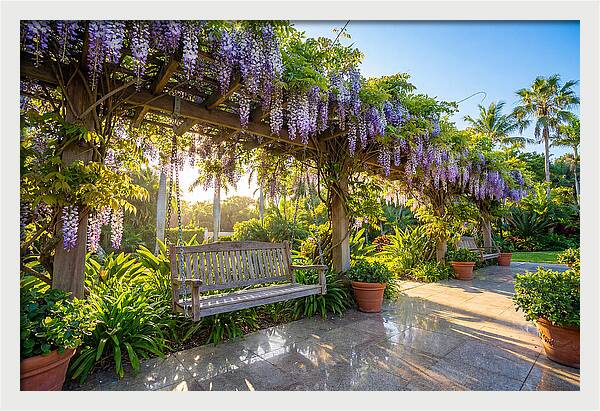 Garden Swing Under Wisteria