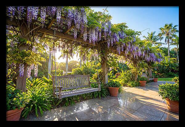 Garden Swing Under Wisteria