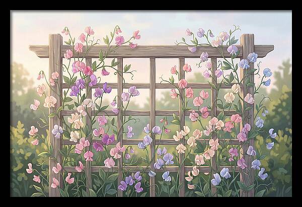 Garden Trellis Embraced By Sweet Peas