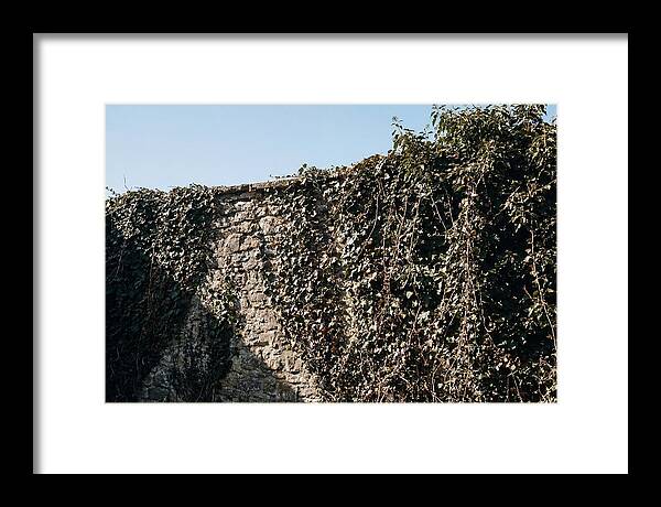 Garden Wall Draped In Ivy