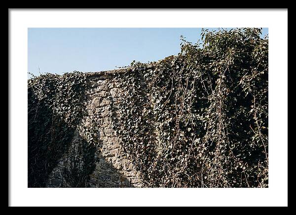 Garden Wall Draped In Ivy