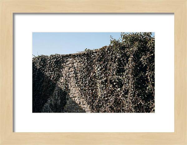 Garden Wall Draped In Ivy